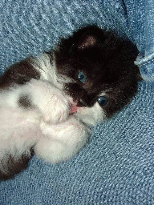 Cute Blue Eyes Kitten