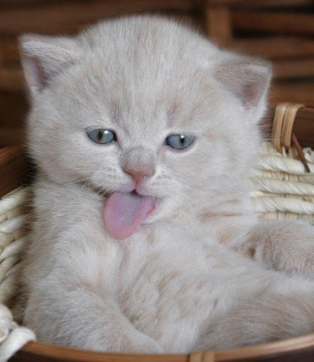 Licking Kitten