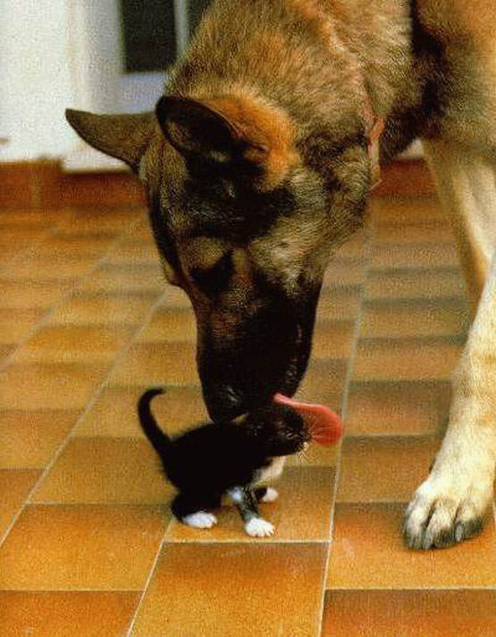 Dog licking kitten