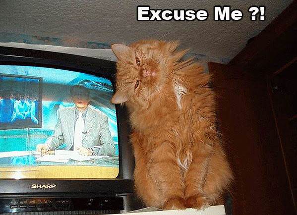 Excuse Me Cat