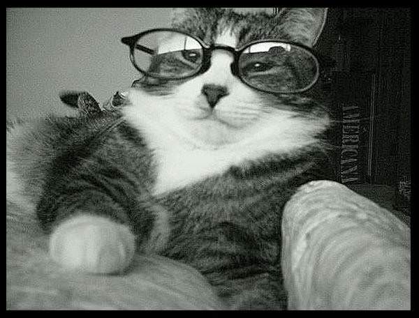 Glasses Cat