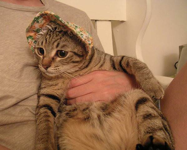 Granny Hat Cat
