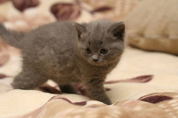 Grey Little Kitten