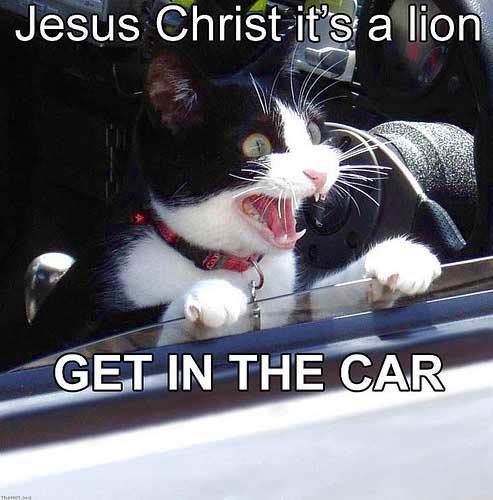 Jesus Christ its a Lion