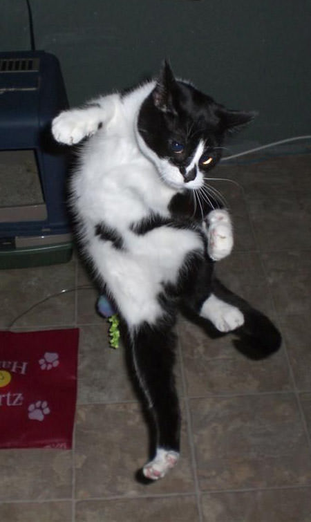 Karate Attack Cat