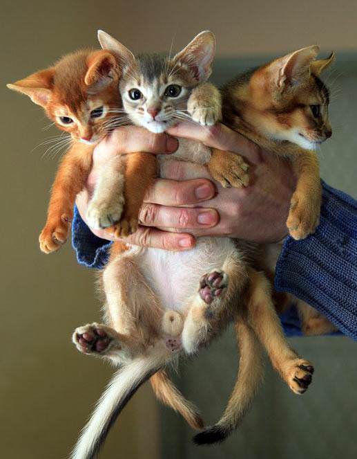 Kitten 3 Pack