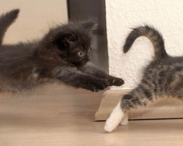Attacking Kitten