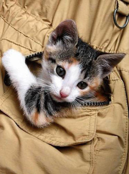 Kitten in a Pocket
