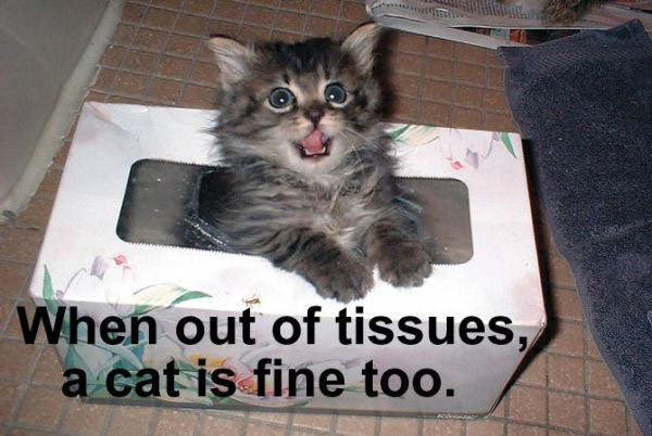Tissues Cat