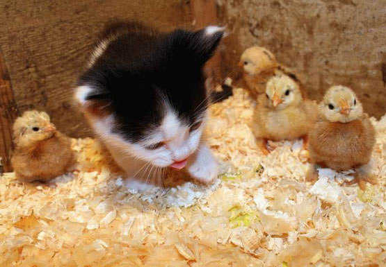 Kitten with duckies