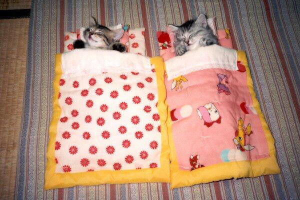 Kitten Beds