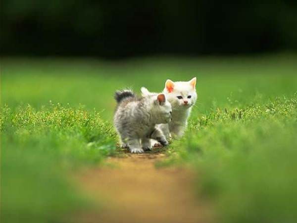 Kitten Path