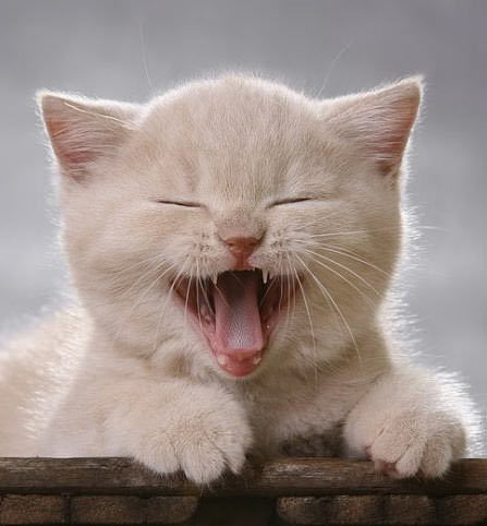 Laughing Kitten