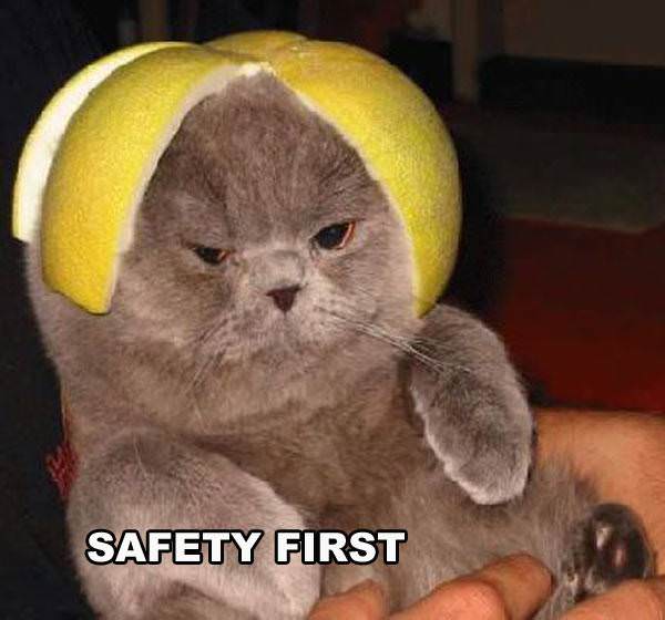 Lemon Helmet Cat