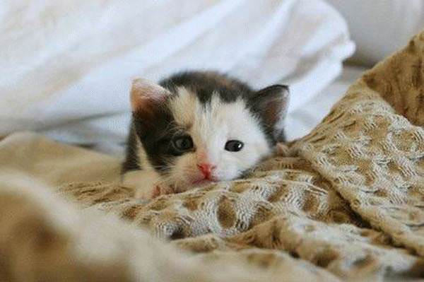 Little Mouse Kitten