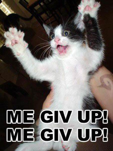 Me Give Up Cat