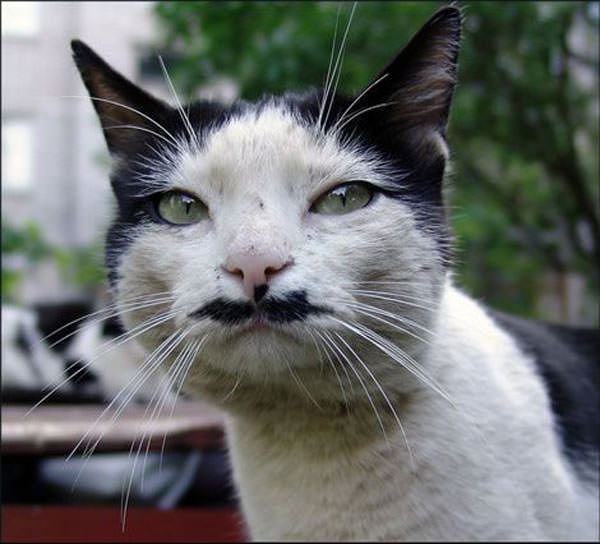 Mustachio Cat