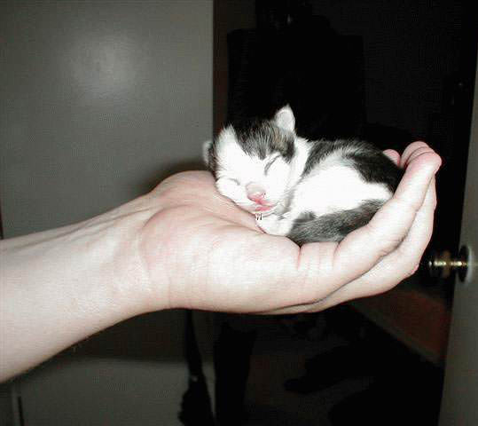 Palm Kitten