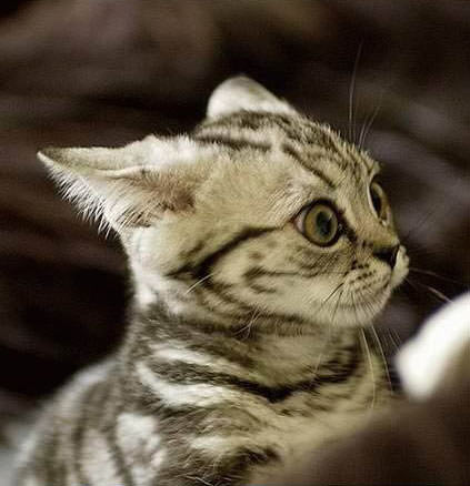 Pinned Ears Kitten
