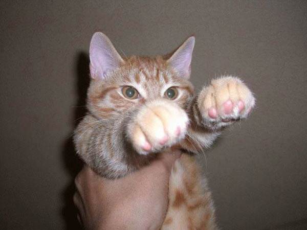 Punching Cat