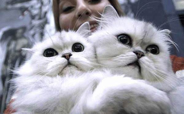 Scared White Cats