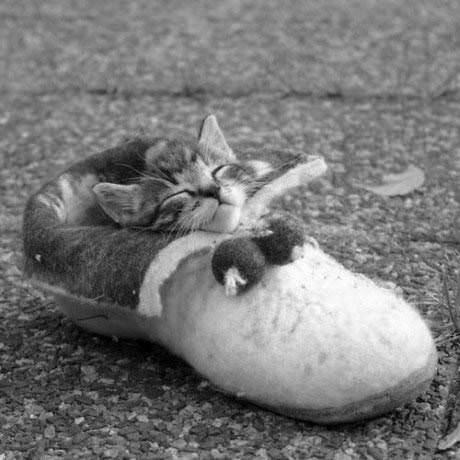 Shoe Kitten