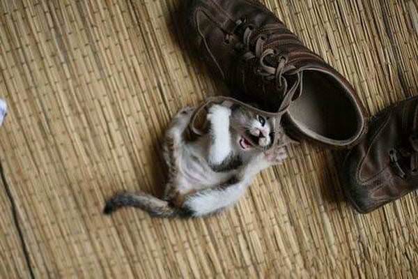 Shoe Lace Kitten