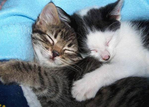 Sleeping Hugging Cats