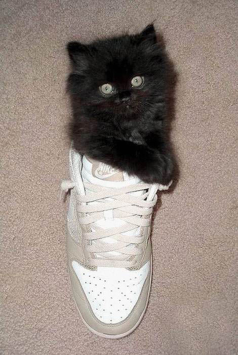 Sneaker cat