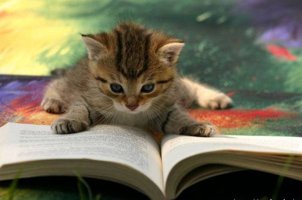 Studious Kitten