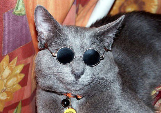 Sunglasses cat