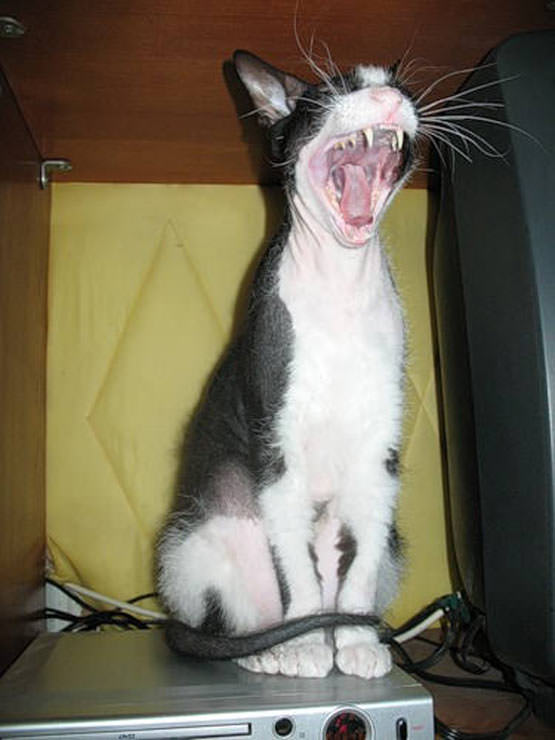 Big Yawn Cat