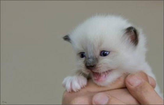 Tiny little kitten