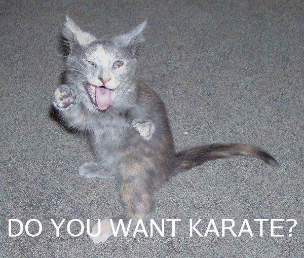 Want Karate Cat