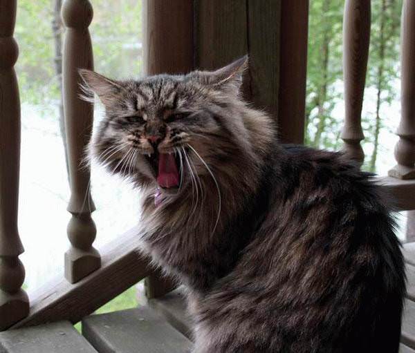 Weird Yawning Cat