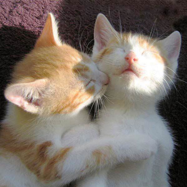 Cats Making Out