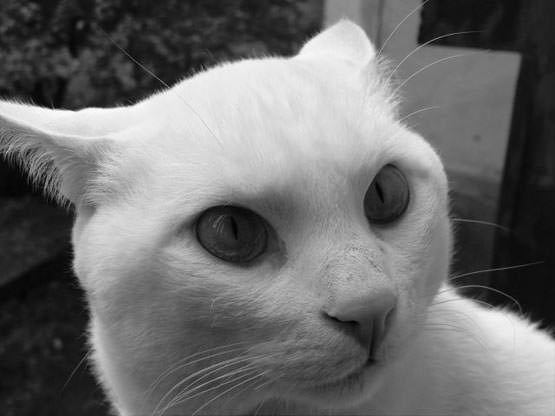 Closeup of white cat