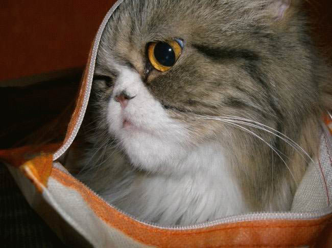 Zipper bag Cat