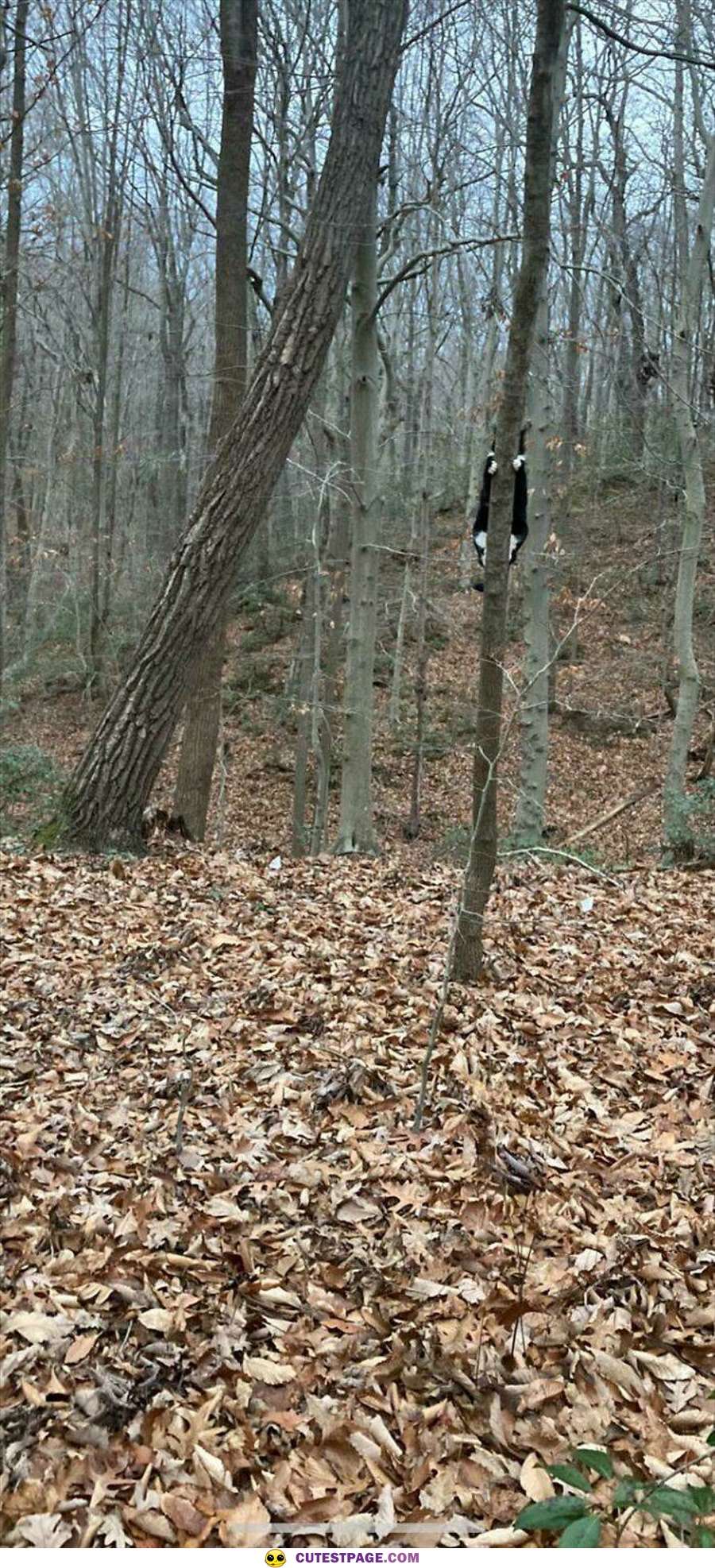 Tree Climber