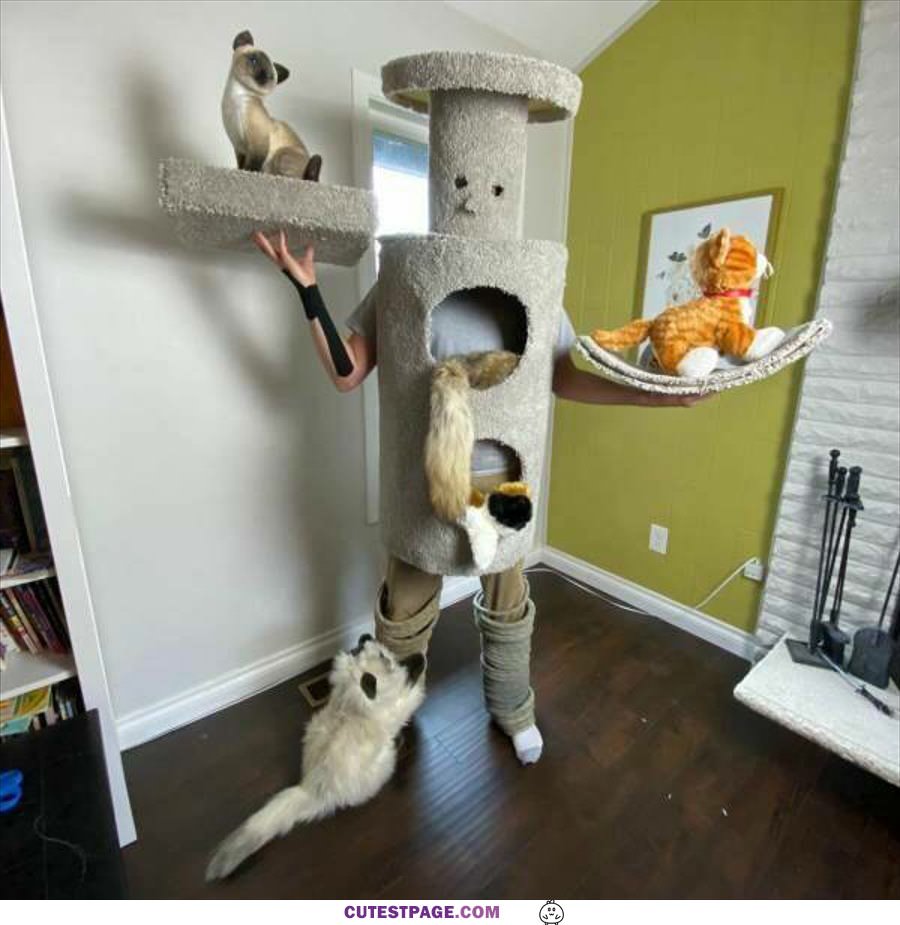 The Awesome Cat Climber