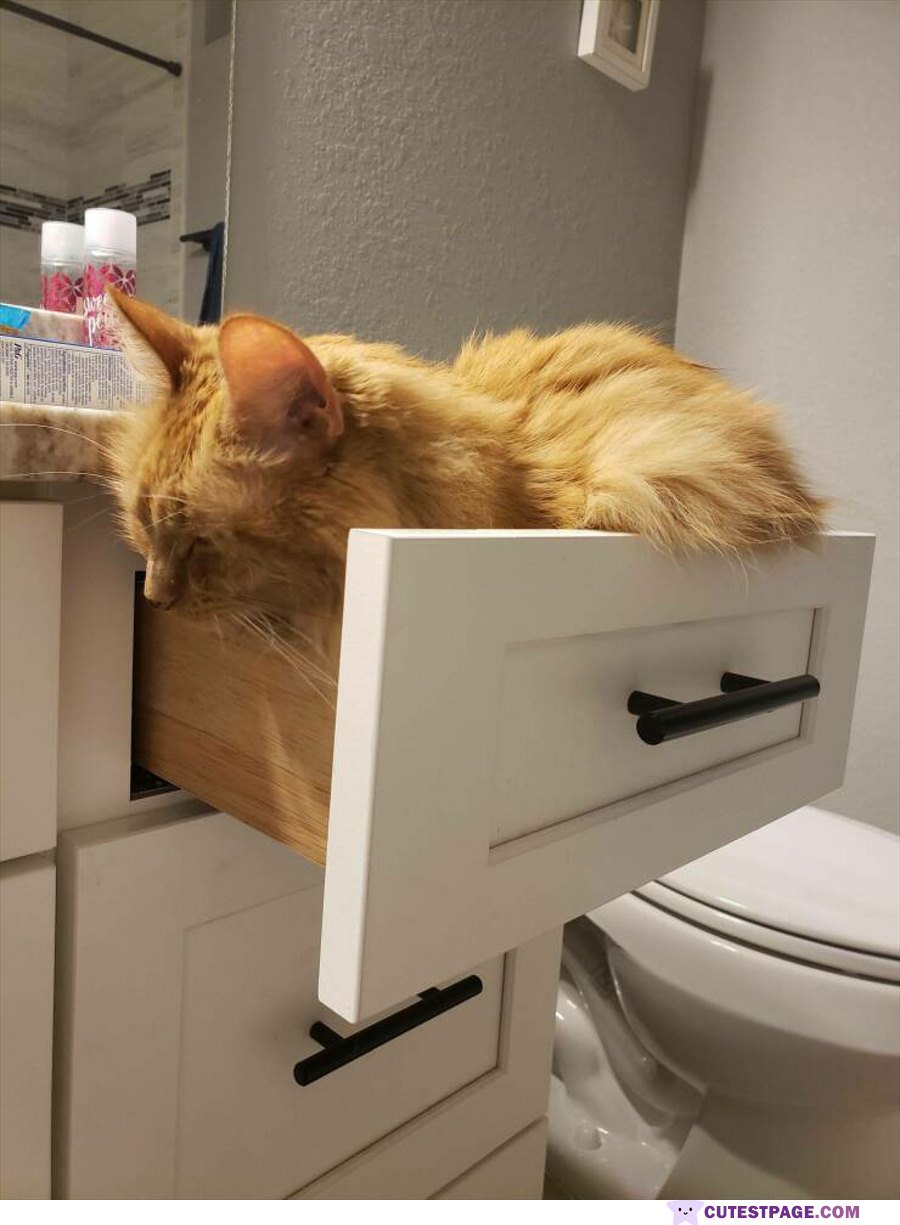One Shelf Of Cat