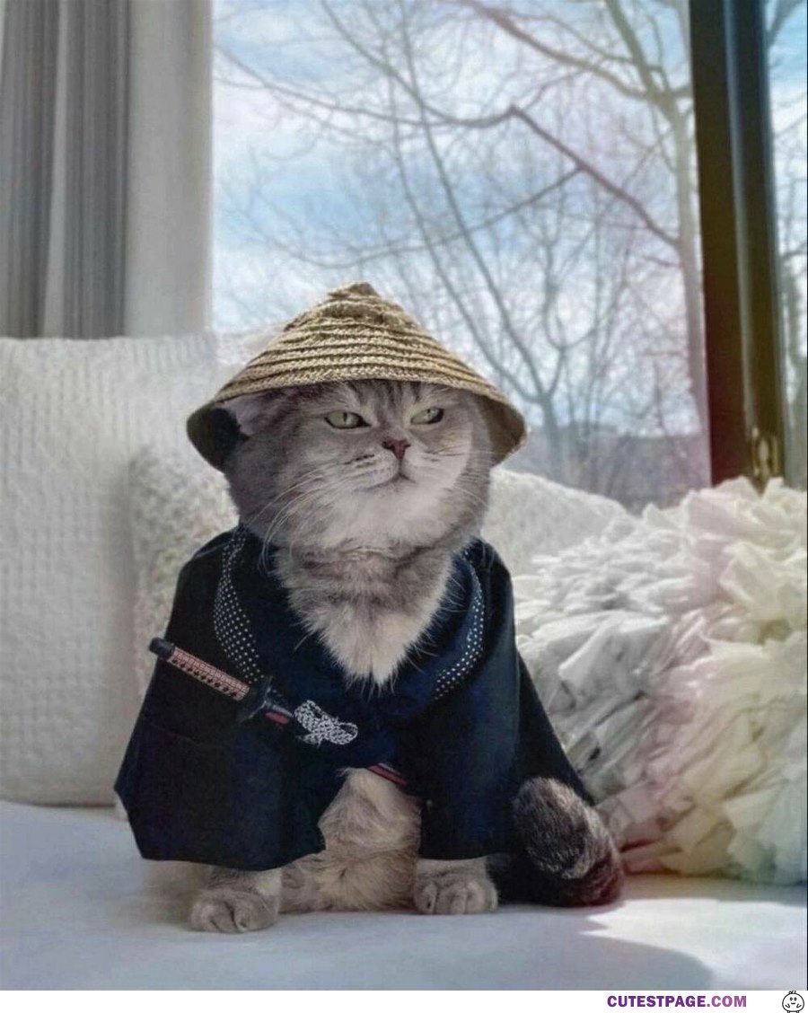 The Samurai Cat