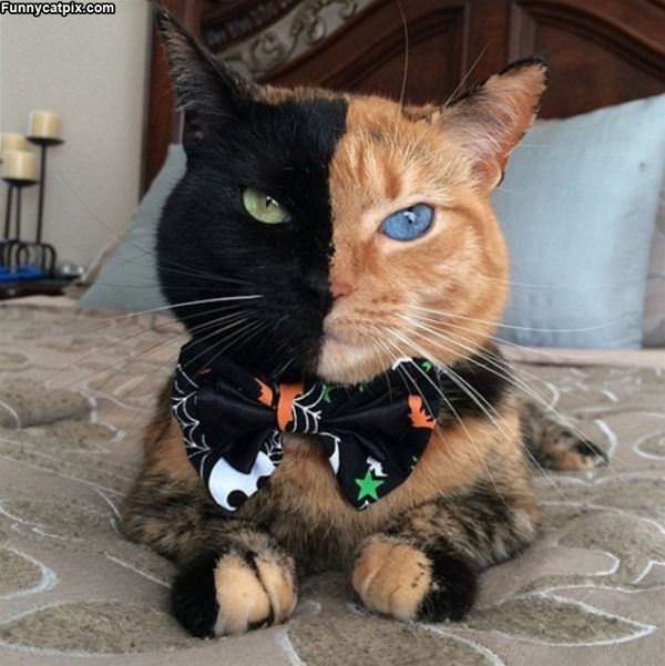 2 Faced Kitty