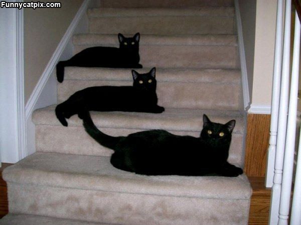 3 Black Cats