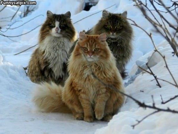 3 Fluffy Cats