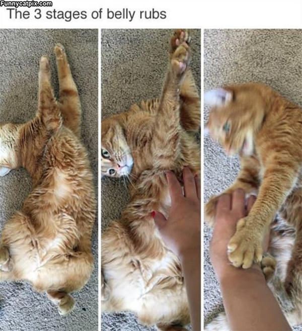 3 Stages Of Belly Rub