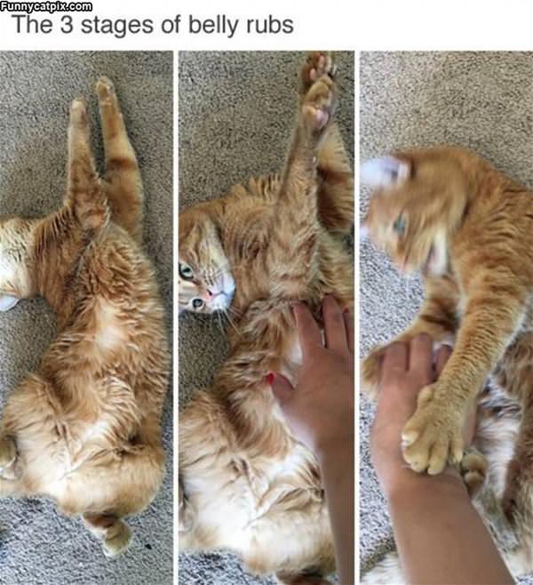 3 Stages Of Belly Rubs