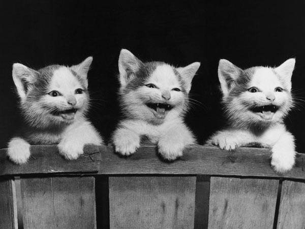 Cute black and white kittens