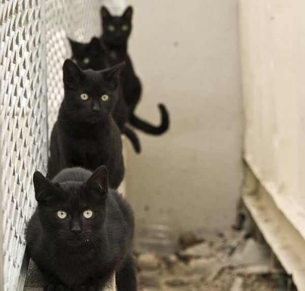 4 Black Cats