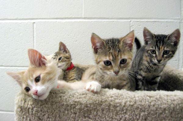 4 Little Kittens